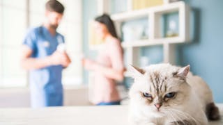 Verbesserung der Erfahrungen von Katzenbesitzern
